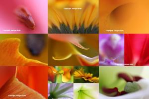 Abstract Flower Fine Art Photography